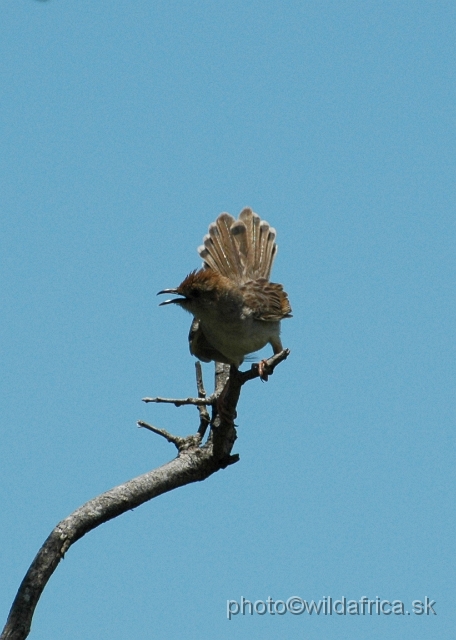 puku rsa 216.jpg - White-tailed Crested Flycatcher (Elminia albonotata)